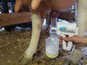 Udderly EZ Cow Milker