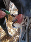 Express Pistol Grip Dehorner for Calves