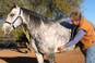 Dual Head Equine Stethoscope