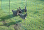 Electric Sheep Netting
