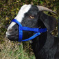 Blue Doe