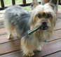 Greenies Dental Dog Treats