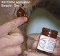 Xxterra Herbal Paste for Animal Use