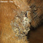 Xxterra Herbal Paste for Animal Use