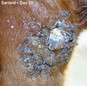 Xxterra Herbal Paste for Animal Use