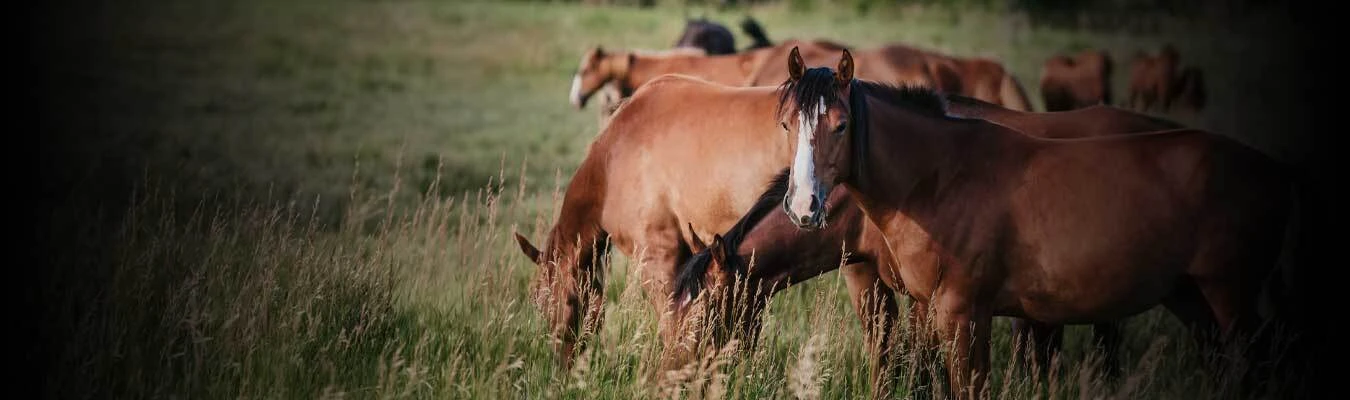 $30 off $300+ on Merck, Boehringer Ingelheim, Zoetis, and Durvet Equine Vaccines and/or Dewormers