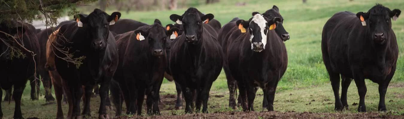 $30 off $300+ on Merck, Boehringer Ingelheim, Zoetis, Elanco, Norbrook, and Durvet Cattle Vaccines and/or Dewormers