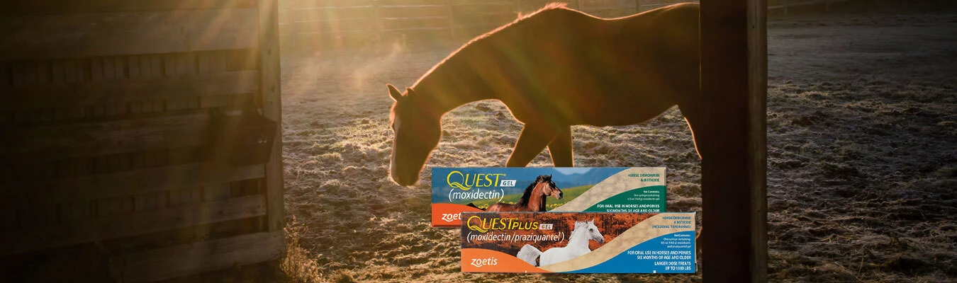 Save $5/tube on Quest, Quest Plus & Zoetis Dewormer Packs!