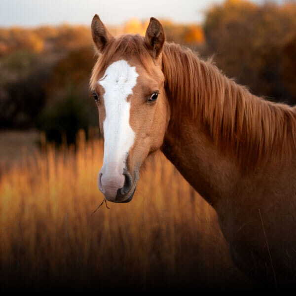 Horse Care Articles