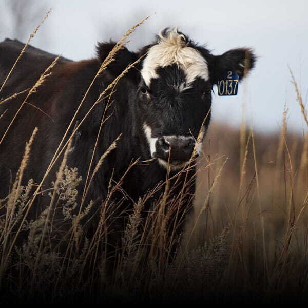 Livestock Care Articles