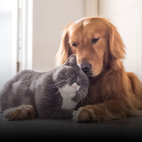 Pet Flea, Tick & Heartworm