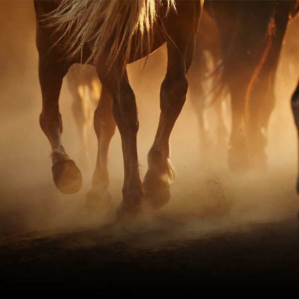 Horse Pain & Inflammation