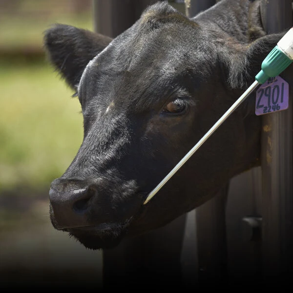 Cattle Dewormers