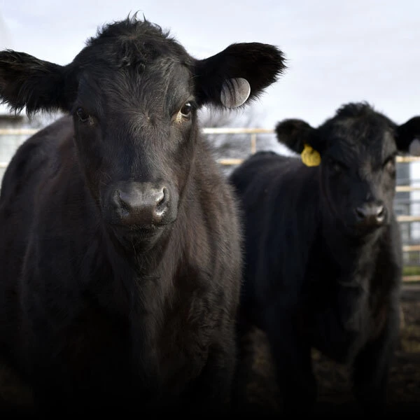 Cattle Vaccines