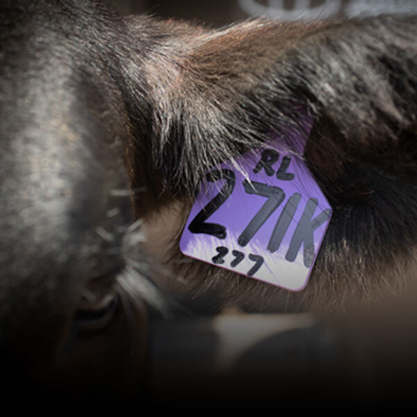 Cattle Identification