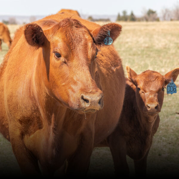 Cattle Health