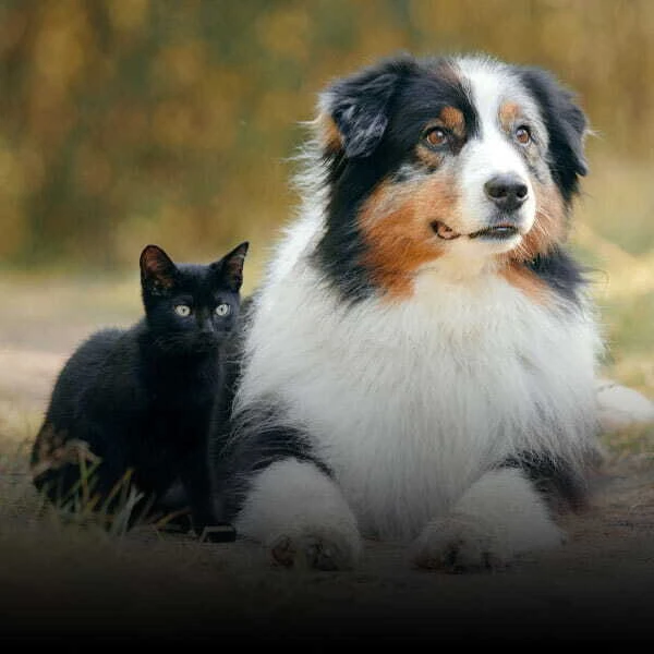Pet Care Articles