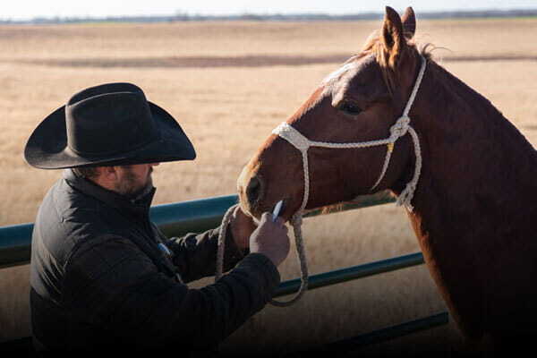 Horse Dewormers