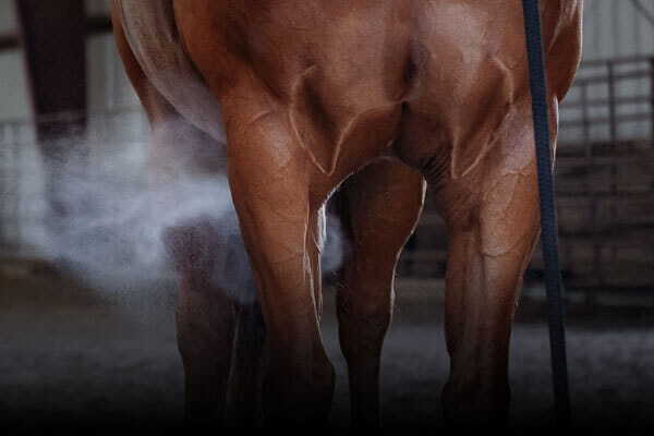 Horse Fly Control