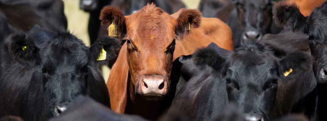 cattle-injectable-calculator.jpg