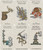 Tarot Emblemata