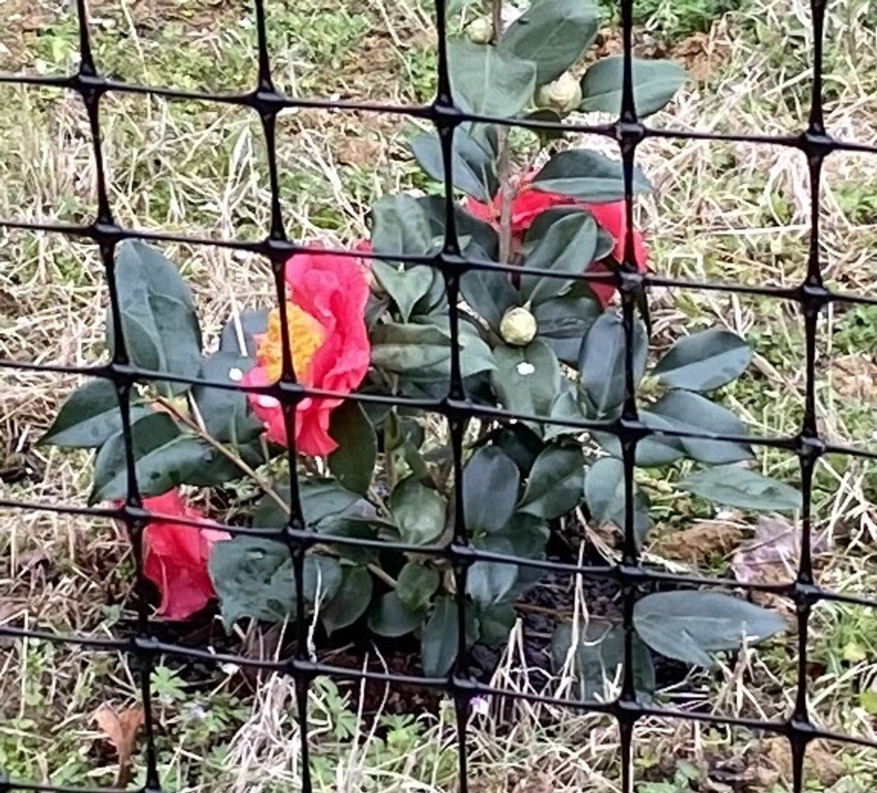 Critterforce 1100 8 x 165 Reinforced Bottom