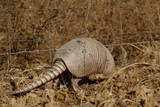 Armadillo Fence Info – Armadillo Fence Kits