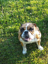 Poly Pet Fence Rolls