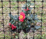 800 2x2 poly fence