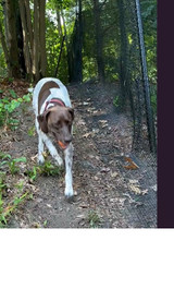 Metal Pet Fence Rolls