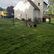 DIY Dog Fence Installation: Tips and Tricks