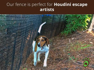 Scaling New Heights: How to Prevent Dogs from Climbing Fences