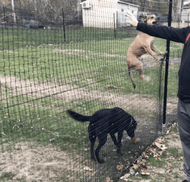 Temporary Dog Fences for Renters