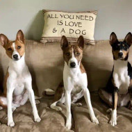 How To Stop Your Dog From Chewing Furniture