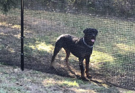 Non-Electric Dog Fences: Best Options for Your Pet