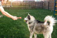 Basic Commands Every Dog Should Know, Even In a Fenced Yard