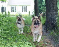 Budget-Friendly Dog Fences: A Comprehensive Guide