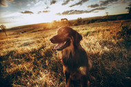 Breaking Down the Costs of Invisible Dog Fences: Is It Worth It?