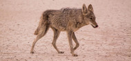 The Ultimate Guide to Coyote Fencing: Protect Your Property
