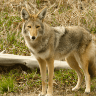Will a Coyote Attack a Dog?