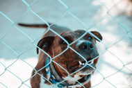 Finding Reliable Dog Fence Installers Near You: A Complete Guide