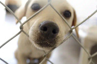 The FDA now allows you to adopt dogs that have been used in laboratory studies!