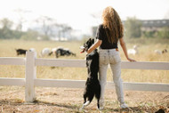 Step-by-Step: How to Find a Break in Your Invisible Dog Fence