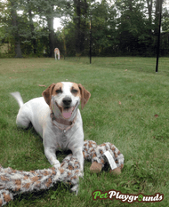 How To Inspect a Dog Fence For Problem Areas