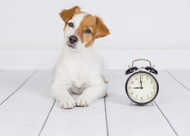 How Long Can My Dog Be Left Alone?