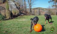 Pet Playgrounds Non Electric Dog Fence Offers Real Dog Fence Solutions Built For Safety, Freedom, And Peace Of Mind