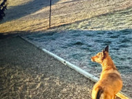 Innovative Dog Fence Designs: Inspiration for Your Backyard