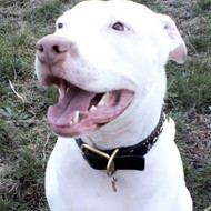 Can A Fence Stop My Dog Barking At Night?