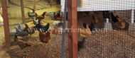 Critterfence Chicken Fencing CA