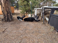 Cat Rescue in Colorado Springs